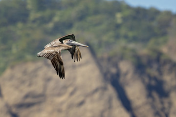 Brown pelican (Pelecanus occidentalis) is a North American bird of the pelican family. It is found on the Atlantic Coast from Nova Scotia to the mouth of the Amazon River