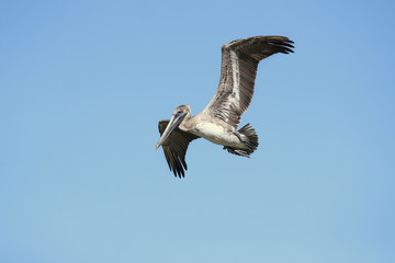 Brown pelican (Pelecanus occidentalis) is a North American bird of the pelican family. It is found on the Atlantic Coast from Nova Scotia to the mouth of the Amazon River