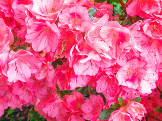 pink flowers