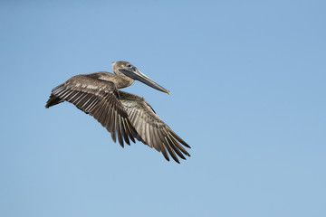 Brown pelican (Pelecanus occidentalis) is a North American bird of the pelican family. It is found on the Atlantic Coast from Nova Scotia to the mouth of the Amazon River
