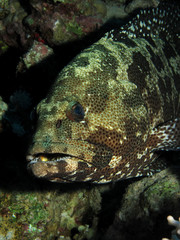 Marble Grouper (Epinephelus microdon). Taking in Red Sea, Egypt.