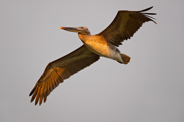 Brown pelican (Pelecanus occidentalis) is a North American bird of the pelican family. It is found on the Atlantic Coast from Nova Scotia to the mouth of the Amazon River
