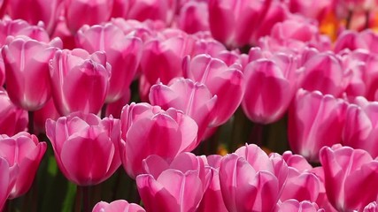 Pink  Tulip Farm 