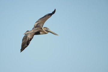 Brown pelican (Pelecanus occidentalis) is a North American bird of the pelican family. It is found on the Atlantic Coast from Nova Scotia to the mouth of the Amazon River