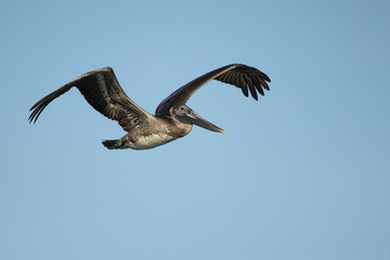 Brown pelican (Pelecanus occidentalis) is a North American bird of the pelican family. It is found on the Atlantic Coast from Nova Scotia to the mouth of the Amazon River