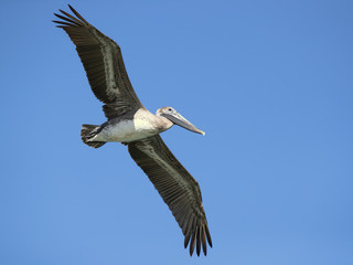 Fototapeta na wymiar Brown pelican (Pelecanus occidentalis) is a North American bird of the pelican family. It is found on the Atlantic Coast from Nova Scotia to the mouth of the Amazon River