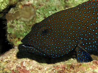 Peacock grouper (cephalopholis argus), Red Sea, Egypt