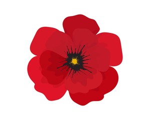 Red poppy flower isolated on white background. - obrazy, fototapety, plakaty