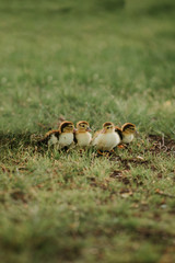 four small ducks on the grass. young ducks baby mallards chicks family four animals newborn group. outdoors
