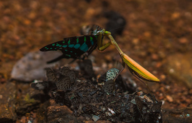 Mantis