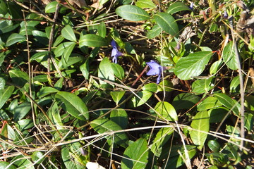 Naklejka premium blaue immergrün