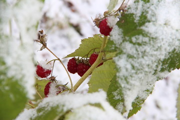 raspberry in the snow