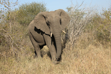 Obraz premium Afrikanischer Elefant / African elephant / Loxodonta africana