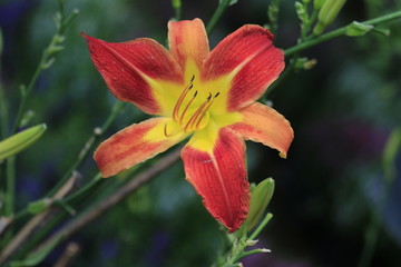 orange lily flower