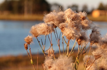 dried flower
