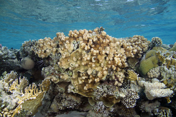 Echinopora hirsutissima EG-39