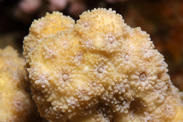 Echinopora hirsutissima EG-40