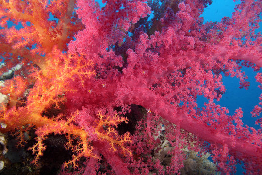 Dendronephthya sp EG-110