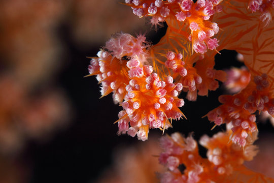 Dendronephthya sp EG-119