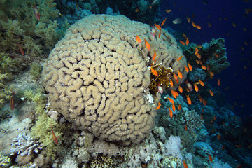 Plerogyra sinuosa EG-43 © Christian