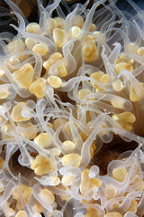 Plerogyra sinuosa EG-48 © Christian