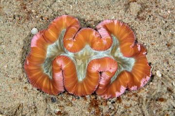 Trachyphyllia geoffroyi EG-39 © Christian