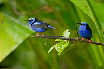 Red-legged honeycreeper (Cyanerpes cyaneus) is a small songbird species in the tanager family (Thraupidae). It is found in the tropical New World from southern Mexico south to Peru
