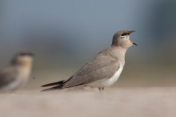 Small Pratincole Glareola lactea Beautiful Birds