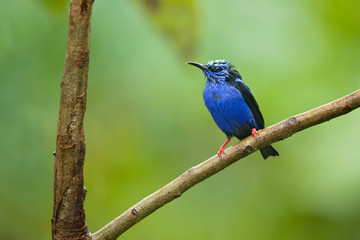 Red-legged honeycreeper (Cyanerpes cyaneus) is a small songbird species in the tanager family (Thraupidae). It is found in the tropical New World from southern Mexico south to Peru
