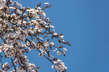 White cherry plum flowers blossom against background of blue sky. A lot of white flowers in sunny spring day. Selective focus. There is a place for your text.