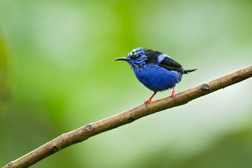 Red-legged honeycreeper (Cyanerpes cyaneus) is a small songbird species in the tanager family (Thraupidae). It is found in the tropical New World from southern Mexico south to Peru