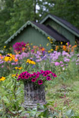 Fototapeta na wymiar Purple petunia flowers in old stone column planter with flowers and sheds in the background