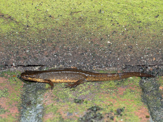 Palmate Newt , Lissotriton helveticus, on wall at night
