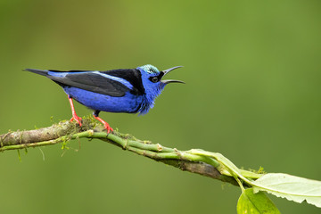 Red-legged honeycreeper (Cyanerpes cyaneus) is a small songbird species in the tanager family (Thraupidae). It is found in the tropical New World from southern Mexico south to Peru