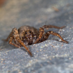 A Small Wolf Spider on Slate Stone, Pardose sp