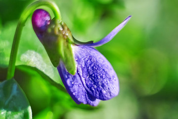 Closeup of violet shoots in warm sunlight