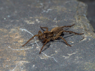 A Small Wolf Spider on Slate Stone, Pardose sp