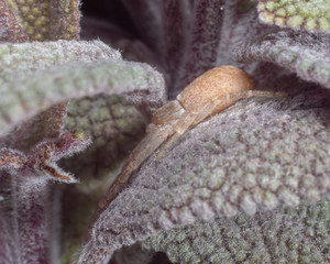 Crab Spider, Philodromus sp, hiding on a Sage Leaf