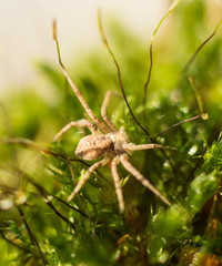 spider crawling on green grass. macro