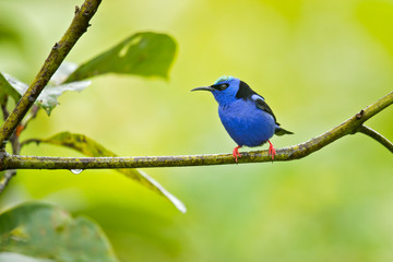 Red-legged honeycreeper (Cyanerpes cyaneus) is a small songbird species in the tanager family (Thraupidae). It is found in the tropical New World from southern Mexico south to Peru