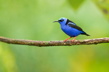 Fototapeta premium Red-legged honeycreeper (Cyanerpes cyaneus) is a small songbird species in the tanager family (Thraupidae). It is found in the tropical New World from southern Mexico south to Peru