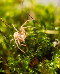 spider crawling on green grass. macro
