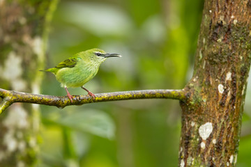 Red-legged honeycreeper (Cyanerpes cyaneus) is a small songbird species in the tanager family (Thraupidae). It is found in the tropical New World from southern Mexico south to Peru
