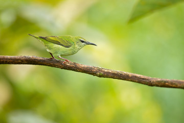 Red-legged honeycreeper (Cyanerpes cyaneus) is a small songbird species in the tanager family (Thraupidae). It is found in the tropical New World from southern Mexico south to Peru
