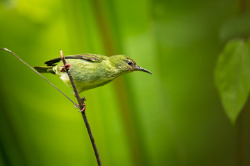 Red-legged honeycreeper (Cyanerpes cyaneus) is a small songbird species in the tanager family...
