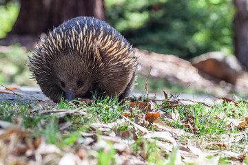 Portrait of echidna on blurred background