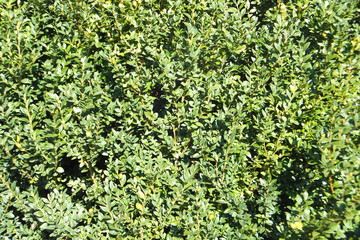 buchsbaum nahaufnahme