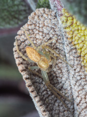 Crab Spider, Philodromus sp, hiding on a Sage Leaf
