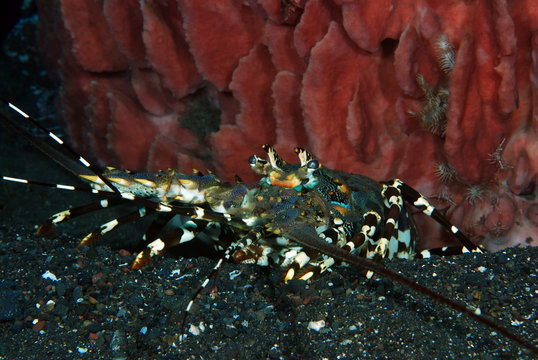 Incredible Underwater World - Ornate Spiny Lobster - Panulirus ornatus (living underneath Xestospongia testudinaria). Diving in Bali.