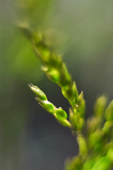 Closeup of young grass on a blurred abstrackt background